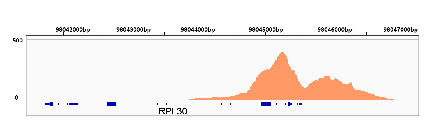 Acetyl-Histone H3-K9 Rabbit mAb