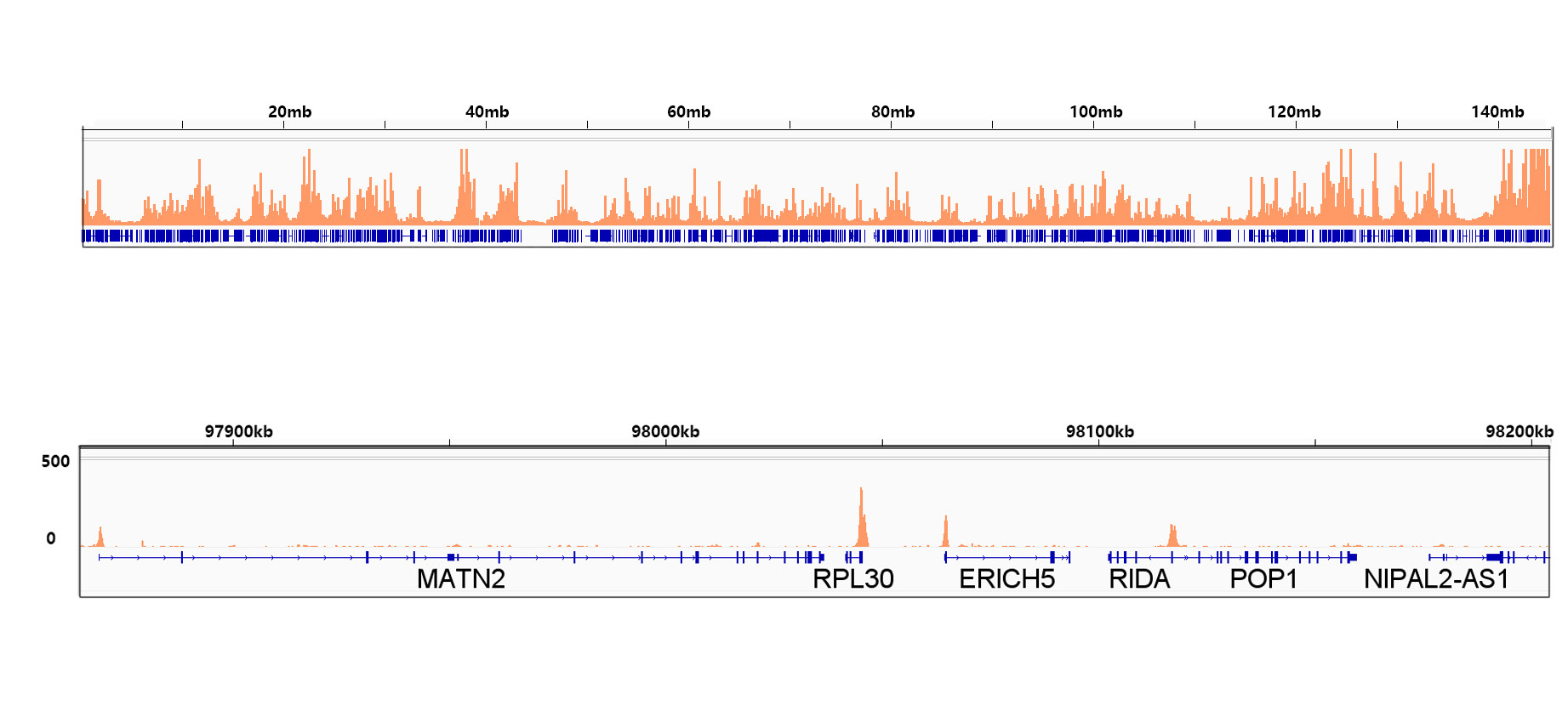 Acetyl-Histone H3-K9 Rabbit mAb