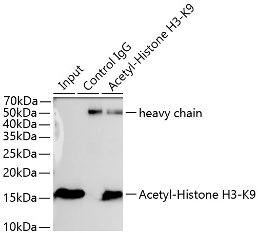 Acetyl-Histone H3-K9 Rabbit mAb
