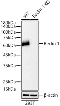 [KO Validated] Beclin 1 Rabbit mAb