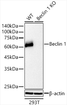[KO Validated] Beclin 1 Rabbit mAb