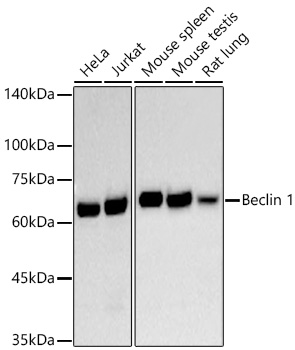 [KO Validated] Beclin 1 Rabbit mAb