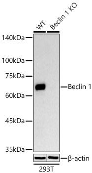 [KO Validated] Beclin 1 Rabbit mAb