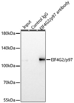 EIF4G2/p97 Rabbit mAb