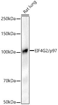 EIF4G2/p97 Rabbit mAb