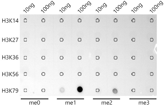 MonoMethyl-Histone H3-K79 Rabbit mAb