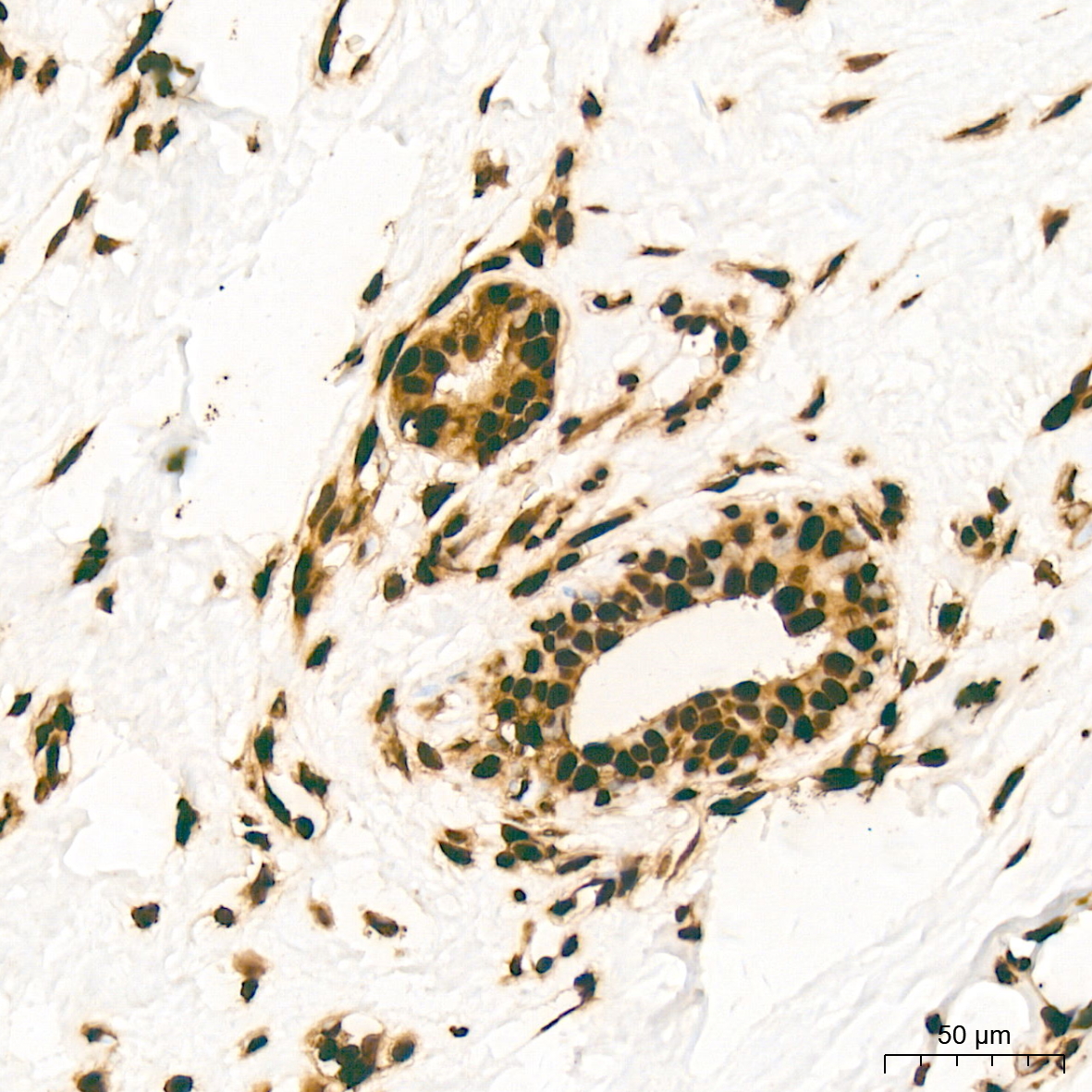 MonoMethyl-Histone H3-K79 Rabbit mAb
