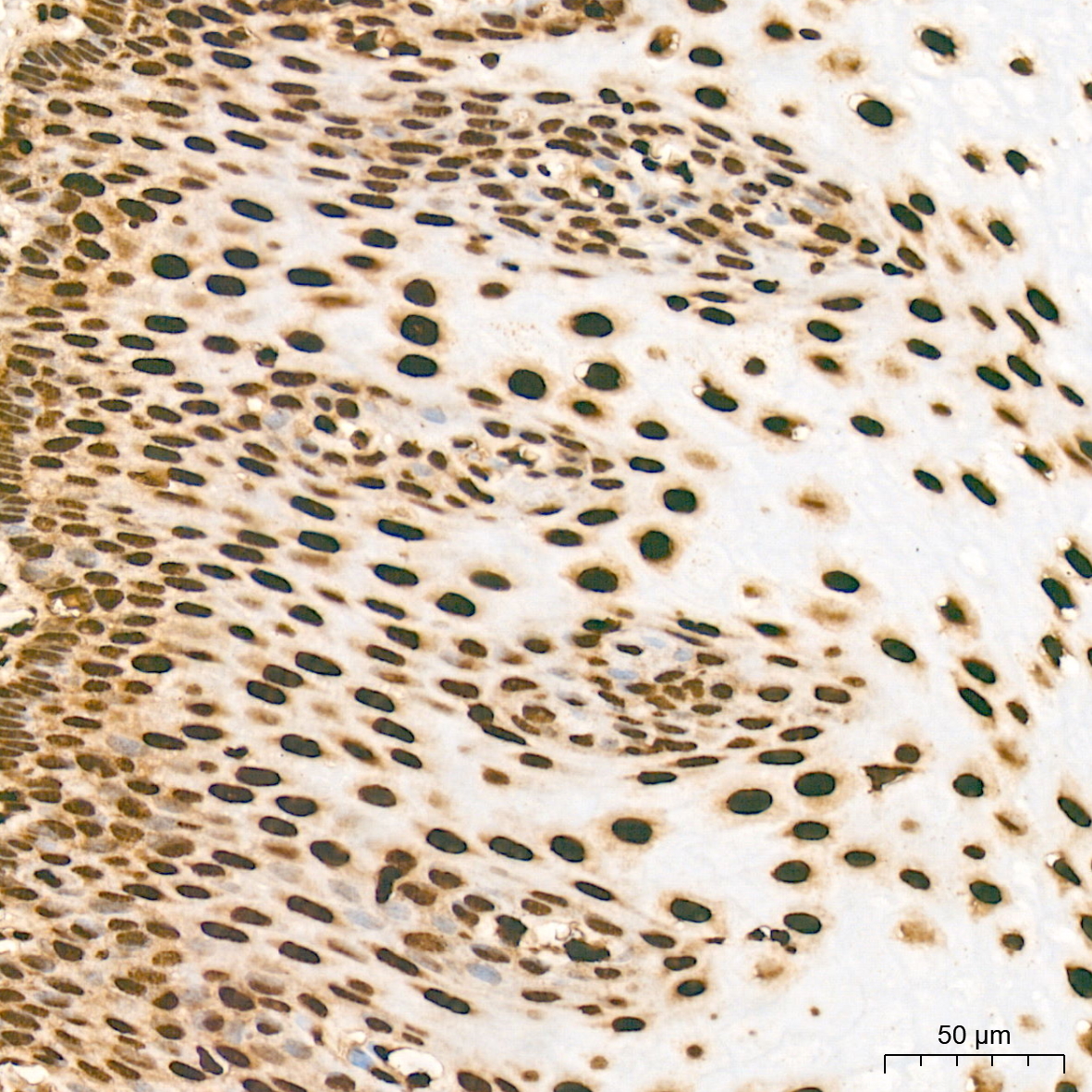 MonoMethyl-Histone H3-K79 Rabbit mAb
