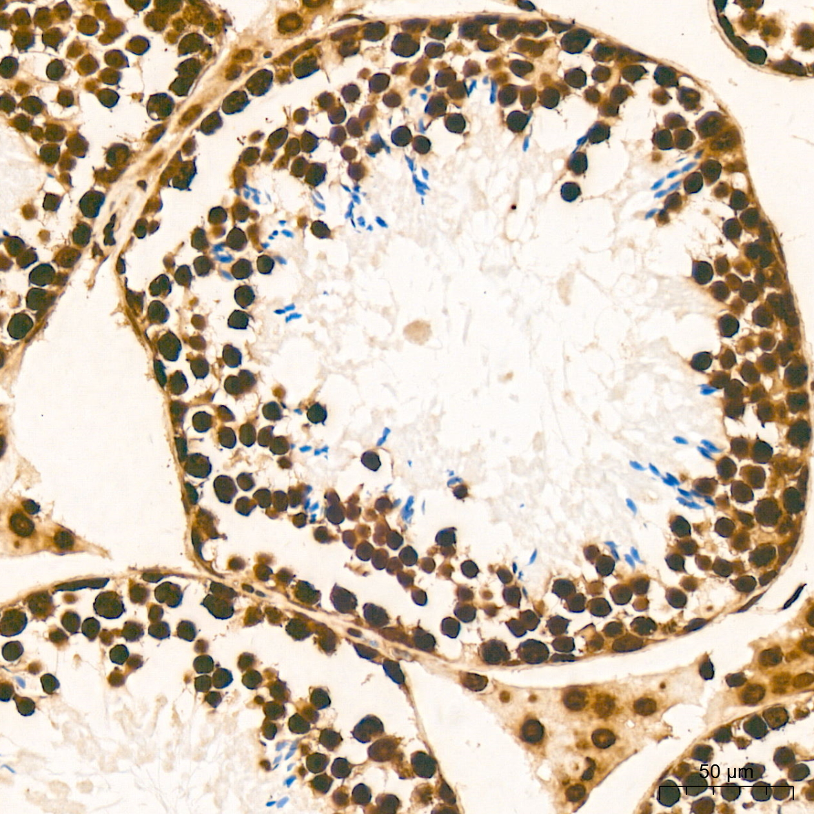 MonoMethyl-Histone H3-K79 Rabbit mAb