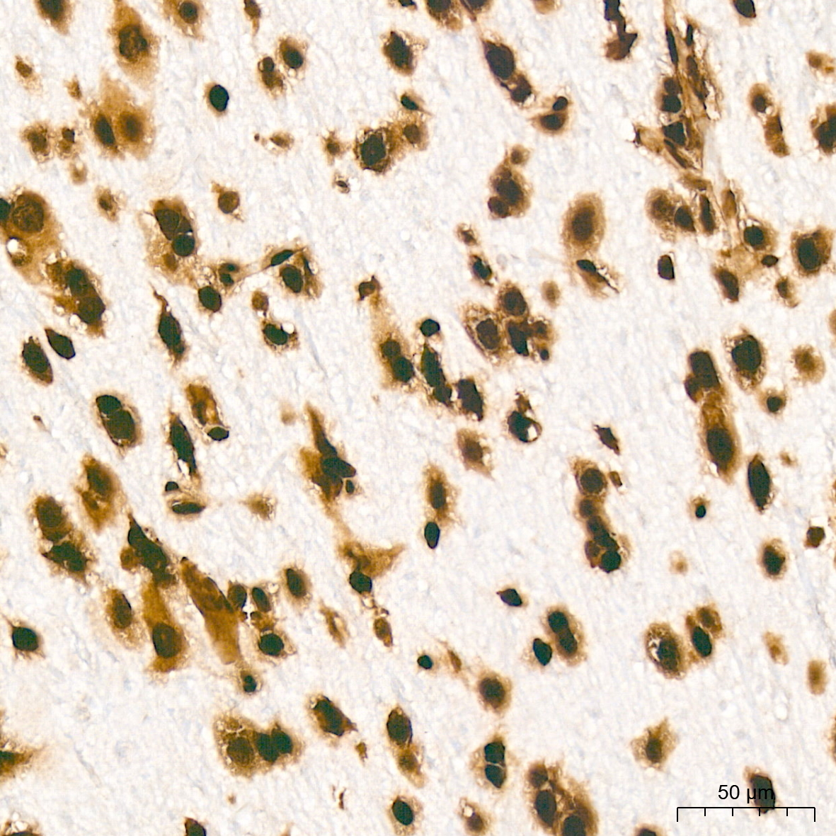 MonoMethyl-Histone H3-K79 Rabbit mAb