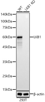 LKB1 Rabbit pAb