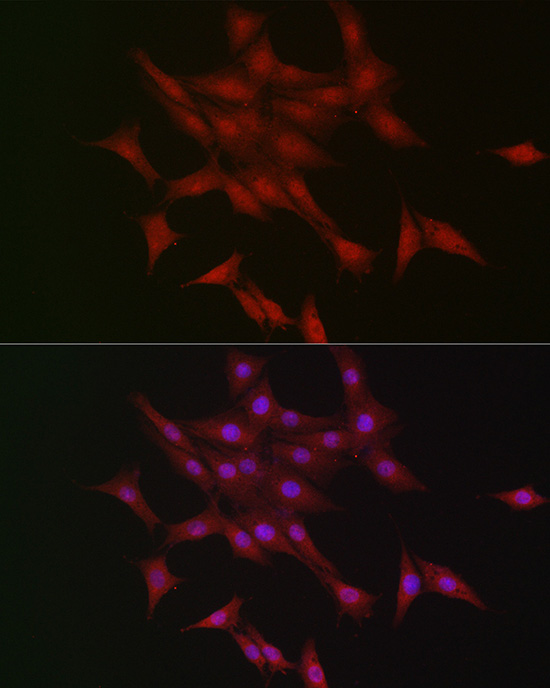 LKB1 Rabbit pAb