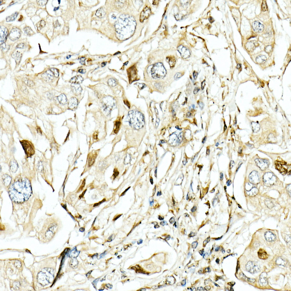 LKB1 Rabbit pAb