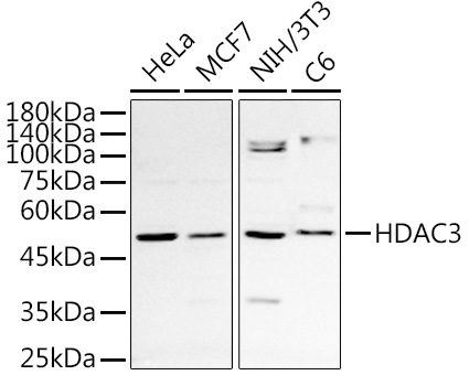 HDAC3 Rabbit pAb
