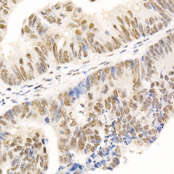 HDAC3 Rabbit pAb