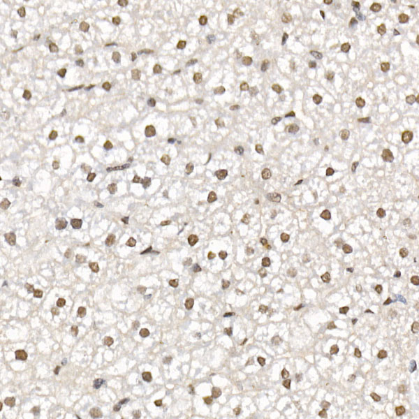 HDAC3 Rabbit pAb