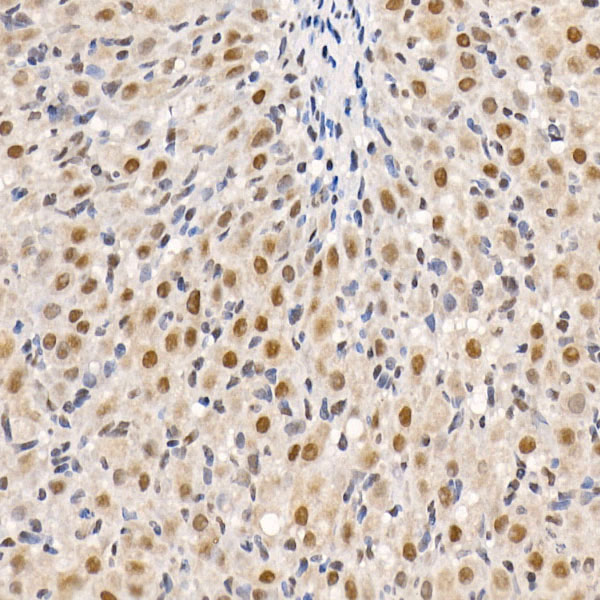 HDAC3 Rabbit pAb