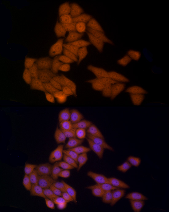 HDAC3 Rabbit pAb