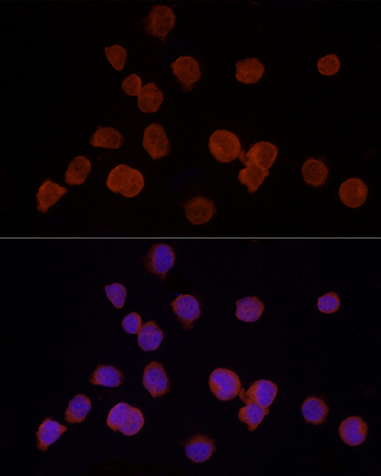 HDAC3 Rabbit pAb