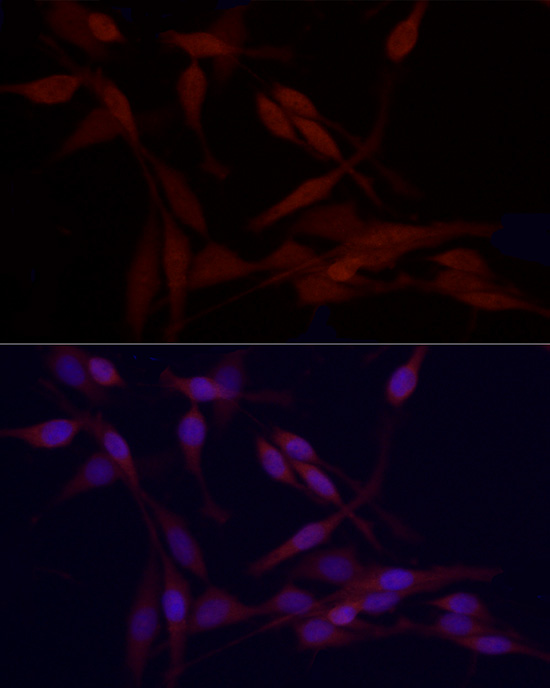 HDAC3 Rabbit pAb