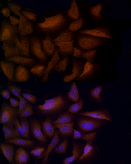 HDAC3 Rabbit pAb