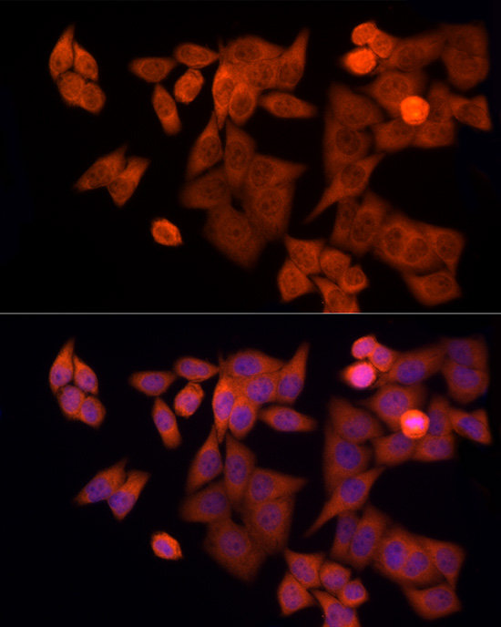 HDAC3 Rabbit pAb