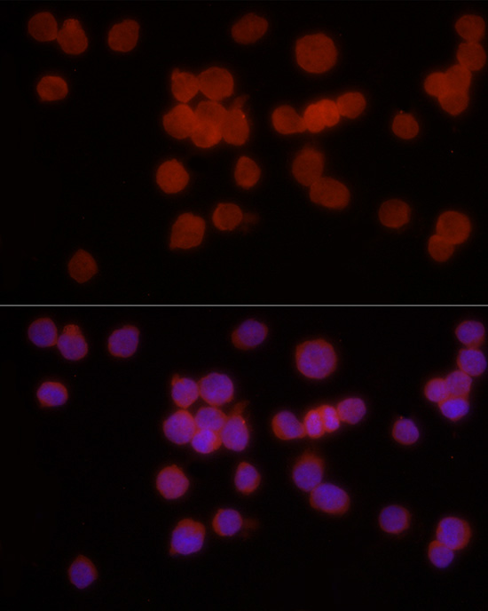 HDAC3 Rabbit pAb