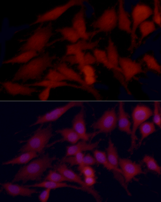 HDAC3 Rabbit pAb