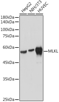 MLKL Rabbit mAb