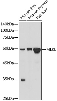 MLKL Rabbit mAb