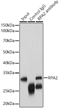 RPA2 Rabbit pAb