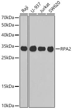 RPA2 Rabbit pAb
