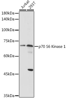 p70 S6 Kinase 1 Rabbit pAb