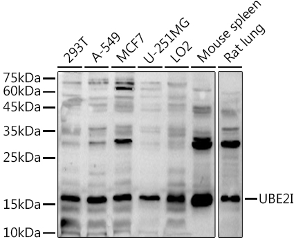 UBE2I Rabbit pAb