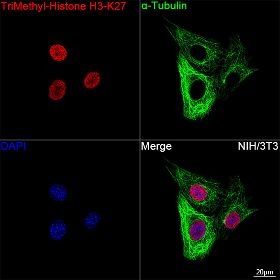 TriMethyl-Histone H3-K27 Rabbit mAb