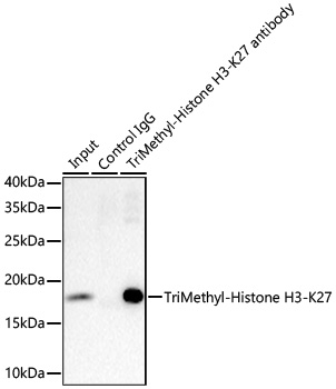 TriMethyl-Histone H3-K27 Rabbit mAb