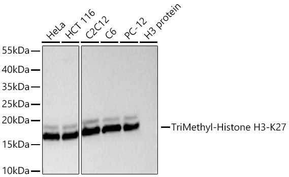 TriMethyl-Histone H3-K27 Rabbit mAb