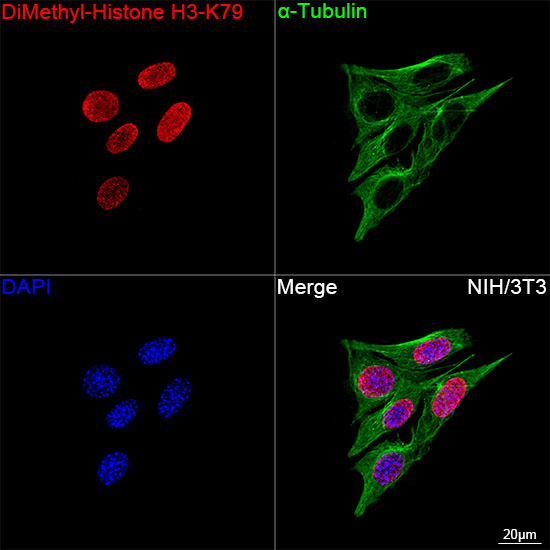 DiMethyl-Histone H3-K79 Rabbit mAb