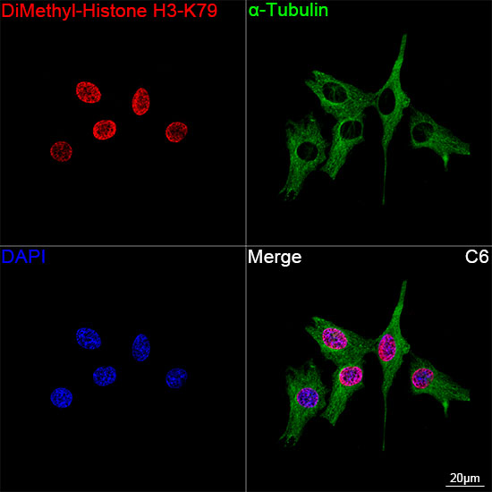 DiMethyl-Histone H3-K79 Rabbit mAb