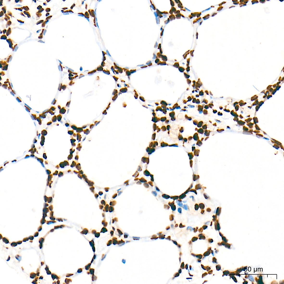 DiMethyl-Histone H3-K79 Rabbit mAb