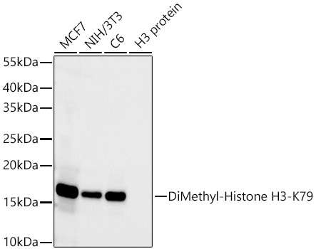 DiMethyl-Histone H3-K79 Rabbit mAb