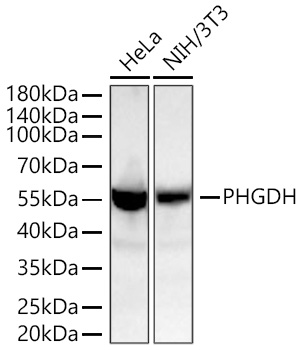 PHGDH Rabbit mAb