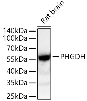 PHGDH Rabbit mAb