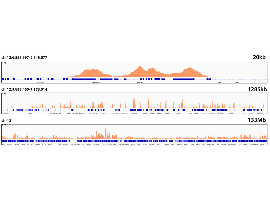 DiMethyl-Histone H3-K4 Rabbit mAb
