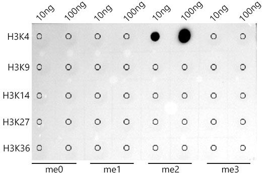 DiMethyl-Histone H3-K4 Rabbit mAb