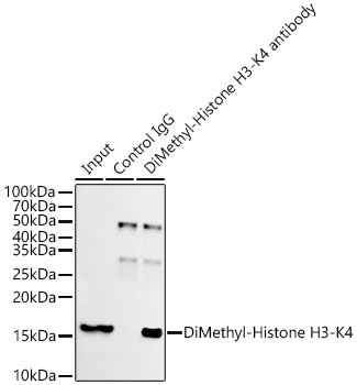 DiMethyl-Histone H3-K4 Rabbit mAb