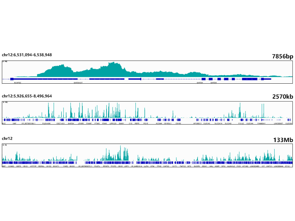 DiMethyl-Histone H3-K4 Rabbit mAb
