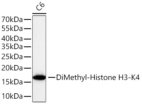 DiMethyl-Histone H3-K4 Rabbit mAb