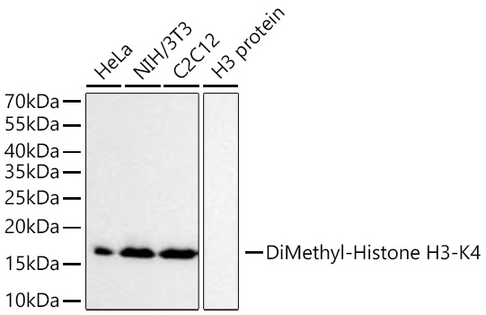 DiMethyl-Histone H3-K4 Rabbit mAb