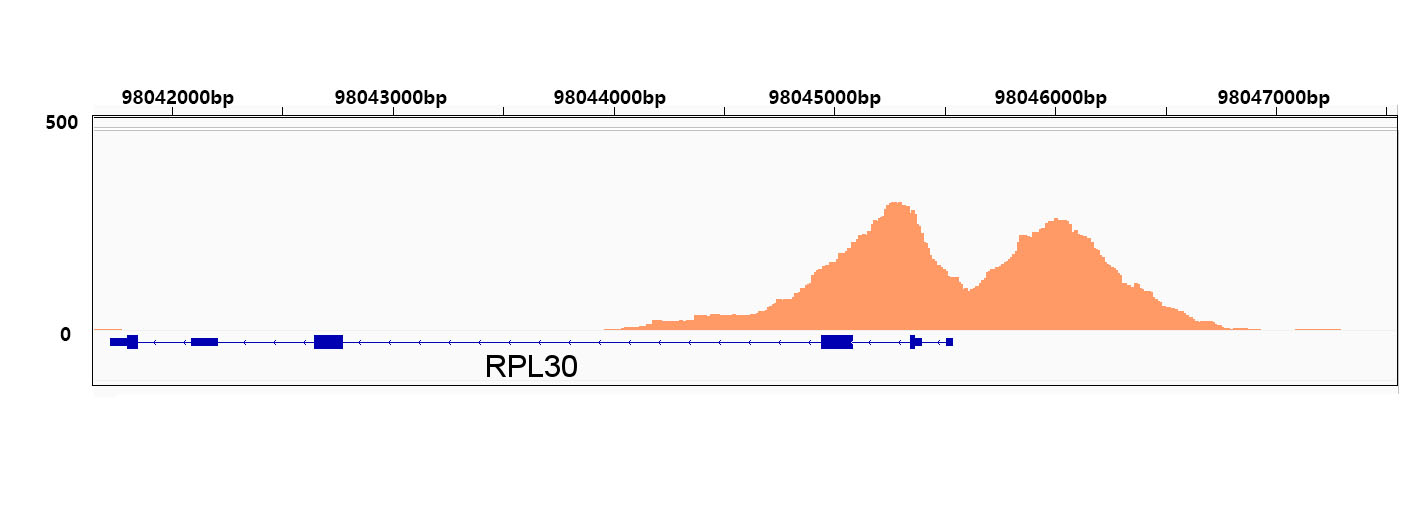 TriMethyl-Histone H3-K4 Rabbit mAb